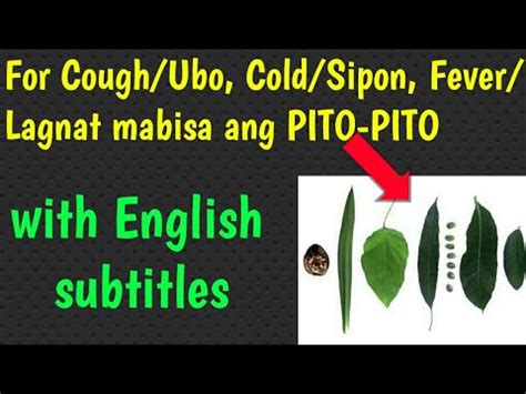 pumuputok na ubo english|ubo in English .